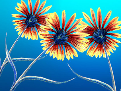 Leinwandmotiv Gerbera