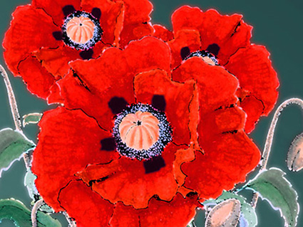 Leinwandmotiv Mohn